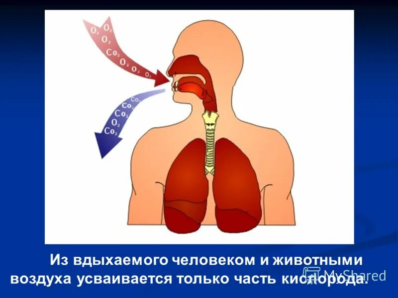 Как дышат легкие. Почему человек вдыхает воздух. Почему человек вдыхает воздух. Почему человек дышит. Почему нужно дышать через нос.