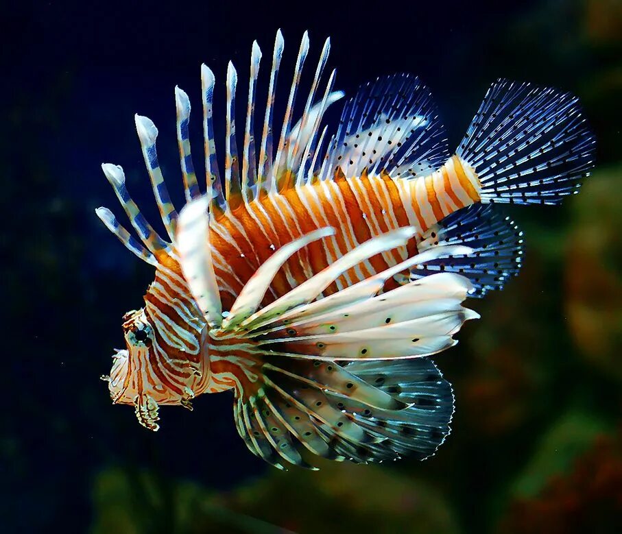 Рыба бабочка крылатка. Рыба лев и крылатка зебра. Рыбка в клюве. Рыба крылатка зебра. Рыба крылатка зебра.