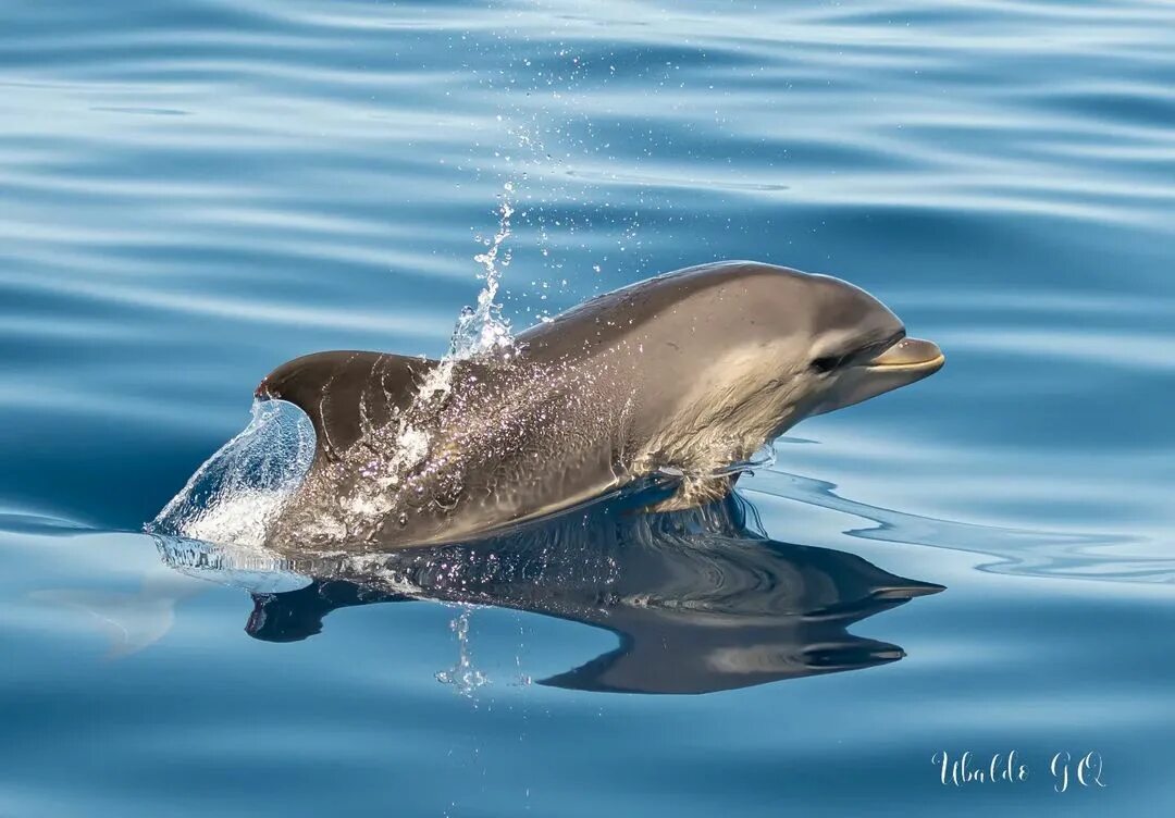 Datos perturbadores de los delfines