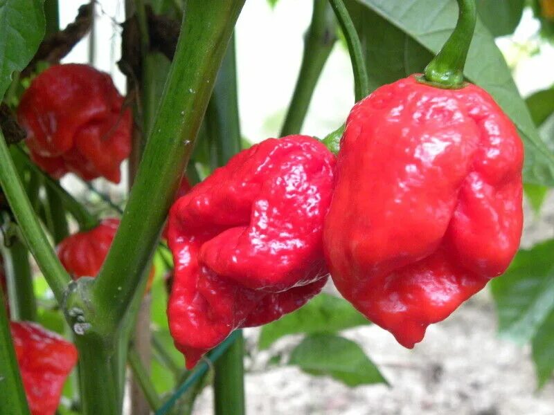 Перец scorpion trinidad. Скорпион тринидада (перец). Моруга скорпион перец. Trinidad scorpion butch t перец. Перец scorpion trinidad.
