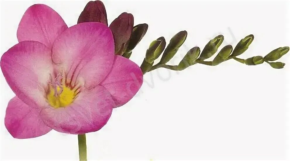 Фрезия double pink. Розовая фрезия. Розовая фрезия. Фрезия розовая. Фрезия розовая махровая.
