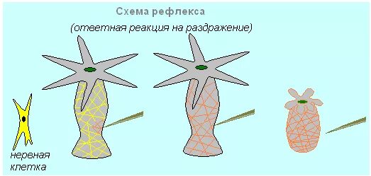 Рефлекс клетки. Нервная система гидры пресноводной. Строение нервной клетки гидры. Нервные клетки кишечнополостных. Нервная система гидры раздражимость.