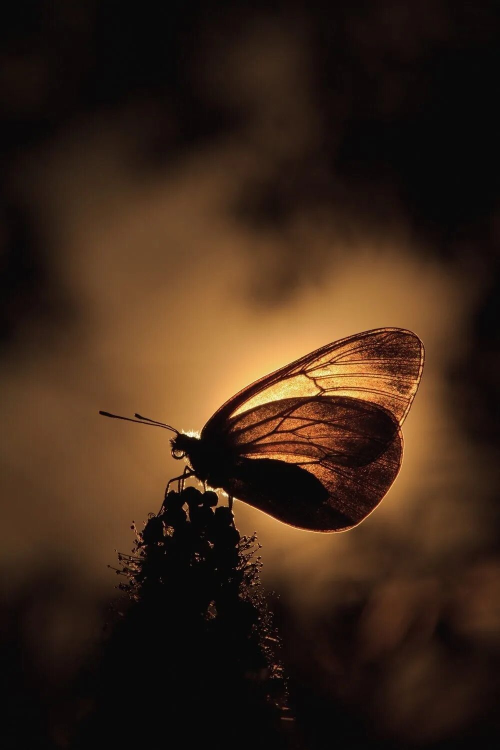 Ночная бабочка. Ночные насекомые. Мотыльки на свет. Ночной мотылек. Мотылек сгоришь песня