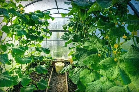 Как часто поливать огурцы в теплице