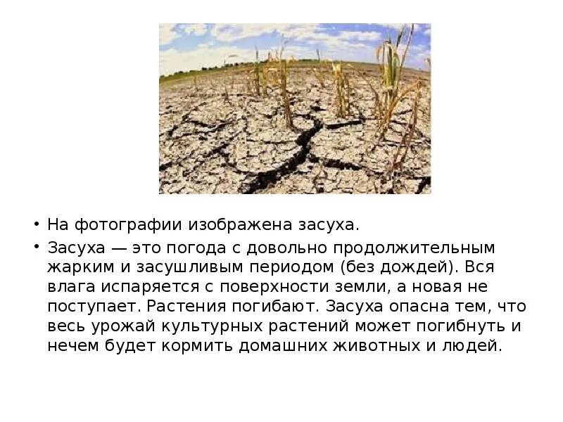Засуха значение. Сообщение о засухе. засуха география 6 класс. засуха сообщение кратко. описание засухи.