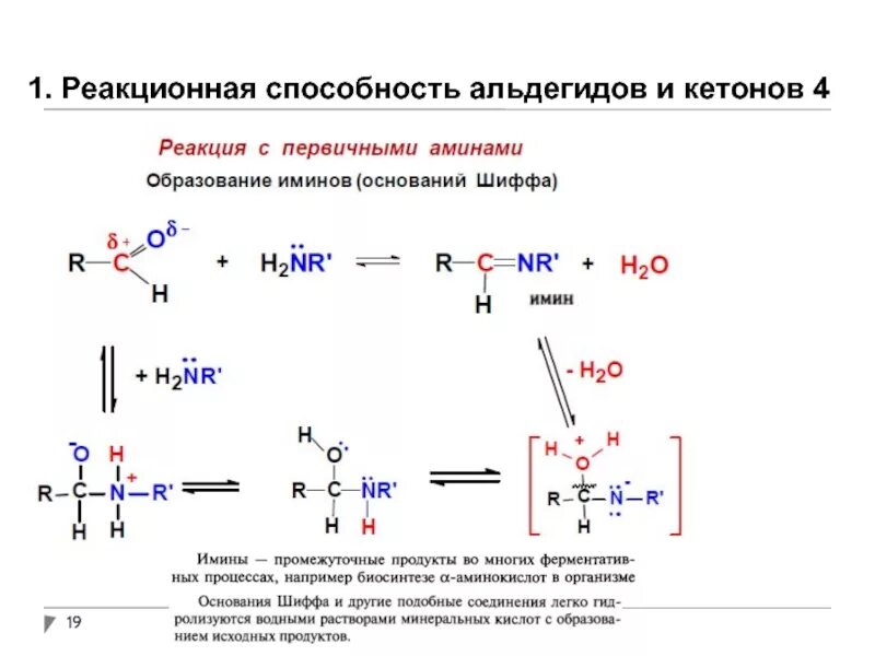 Сравнить реакционную способность. 1. Альдегиды и кетоны, реакционная способность. Реакционные центры в альдегидах и кетонах. Реакционные центры альдегидов кетонов и карбоновых кислот. Альдегиды с первичными аминами.