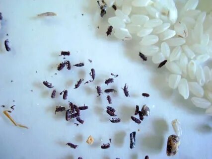 Как избавиться от маленьких жучков на кухне