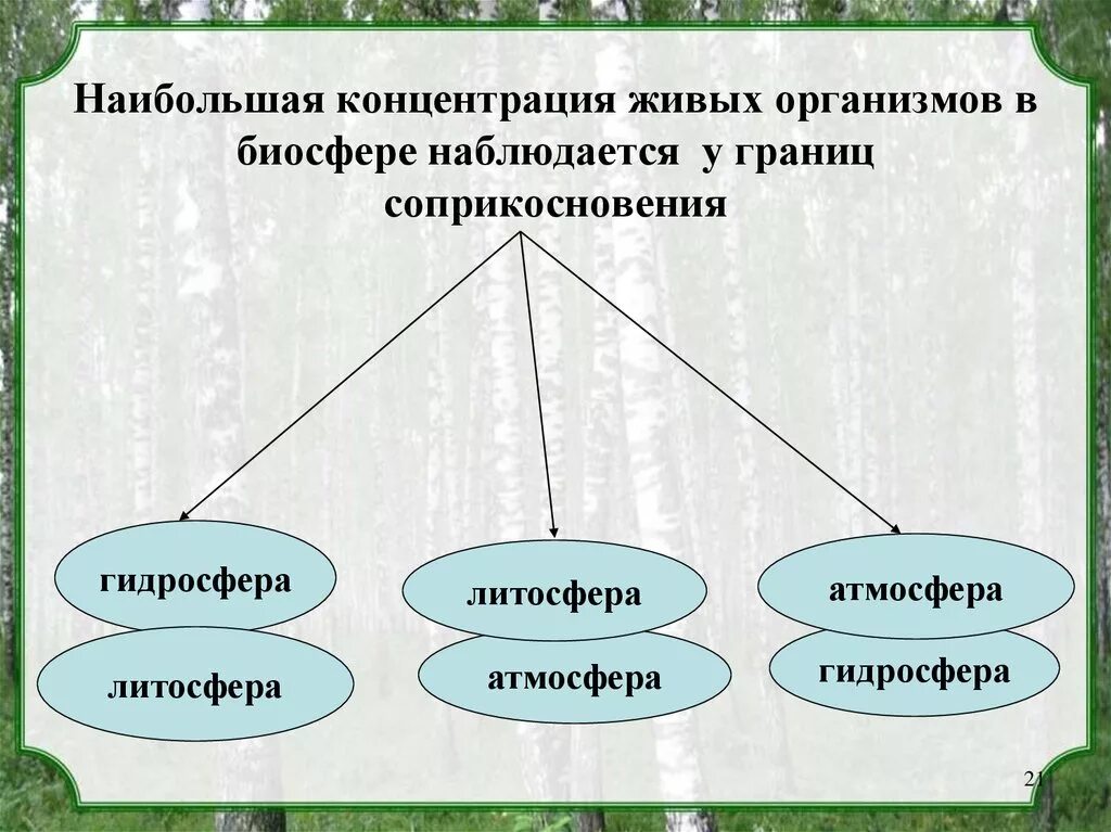 Наибольшая концентрация живых организмов расположена