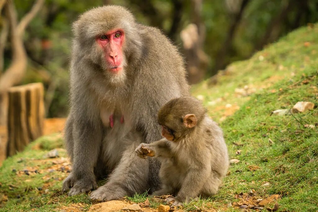 Зоопарк обезьян калужское шоссе. Парк обезьян Калужское шоссе. Парк обезьян Киото. Парк обезьян Арасияма Иватаяма. Планета обезьян парк.