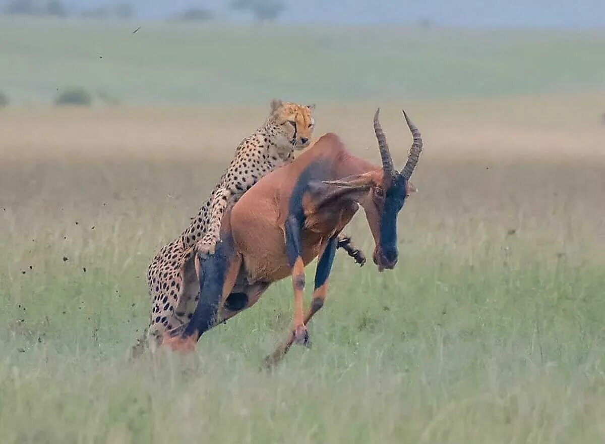 Леопард охотится на антилопу. Гепард напал на антилопу. Гепард охотится на антилопу. Антилопа топи охота. Хищники нападение