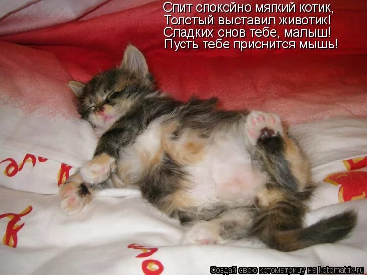 Спи спокойно словно. Сладких снов котик. Спокойной ночи котики. Спокойной ночи котик мой.