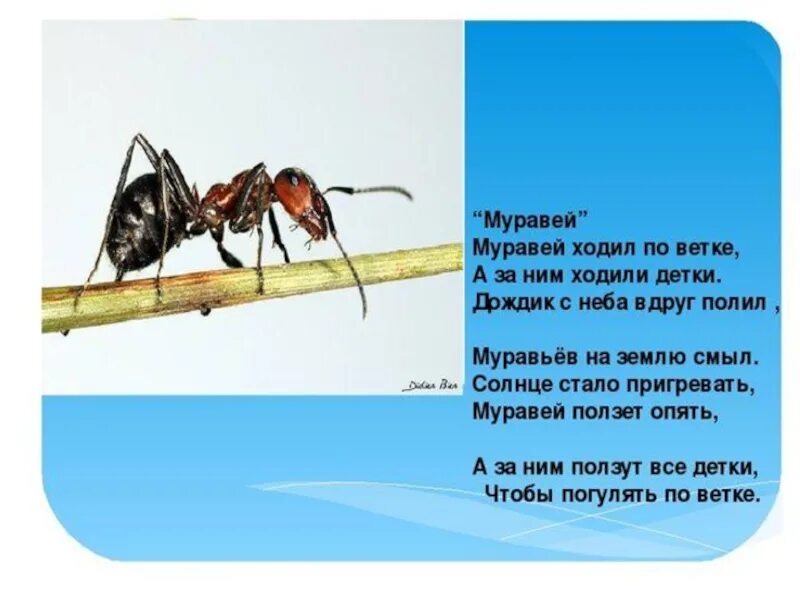 Скорость муравья м мин. Муравей ползет по ветке. Муравьи ходят. Скорость муравья. Муравей ползёт по ветке а за ним.