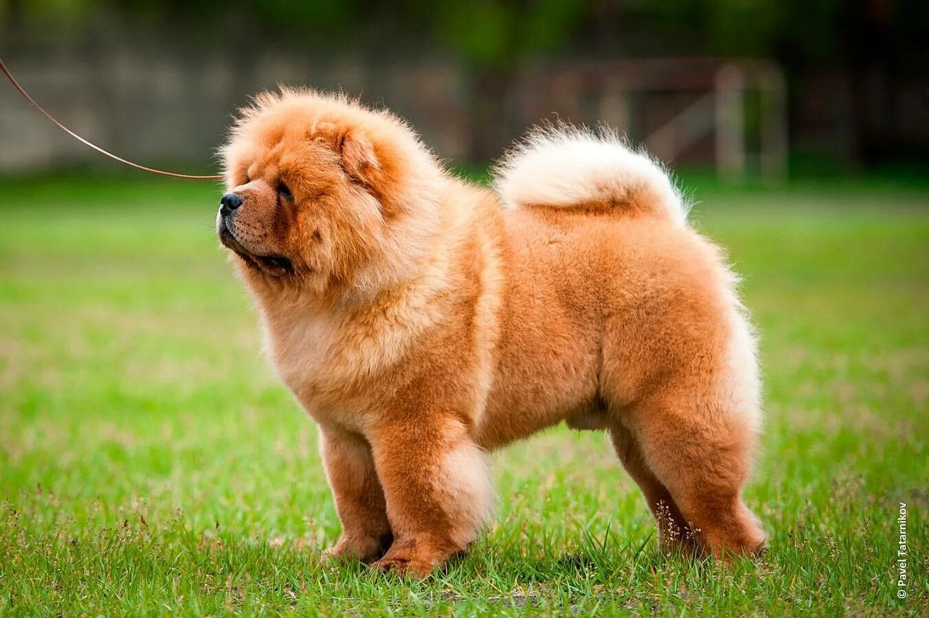 Чау чау щенок. Чау чау китай. Чао это. Чау-чау. Чау-чау длинношерстный.