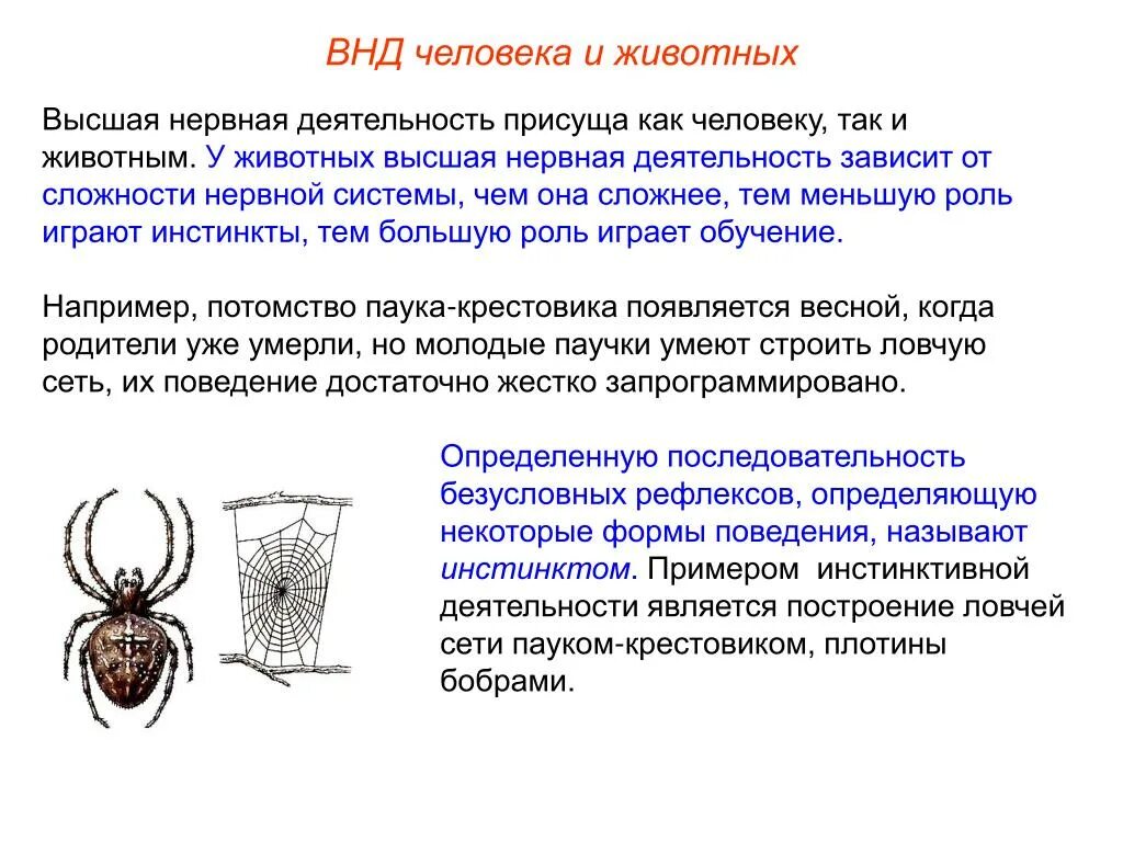 Высшая нервная деятельность человека презентация