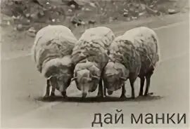 1 овца 2 овцы
