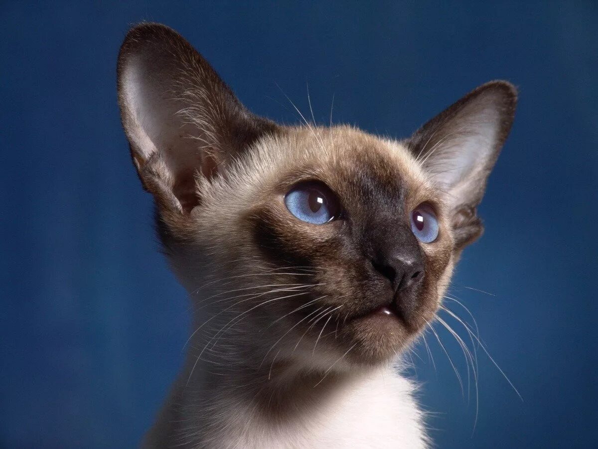 Балинезийская кошка. Сиамская кошка. Порода кошек сиамские коты. Сиамская порода. Сиамская кошка длинная