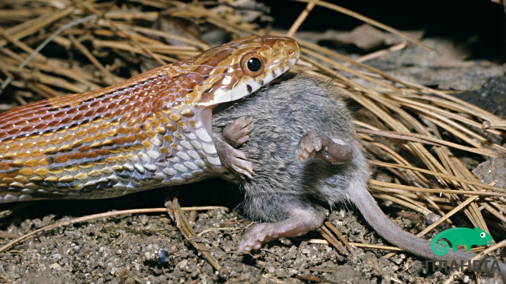 Мыши мышь ужи уж. Мыши мышь ужи уж. Игольная змея против черной мамбы. Змеи хищники. Мыши мышь ужи уж.