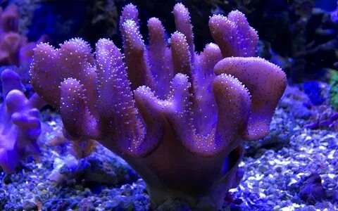 Коралловые полипы признаки
