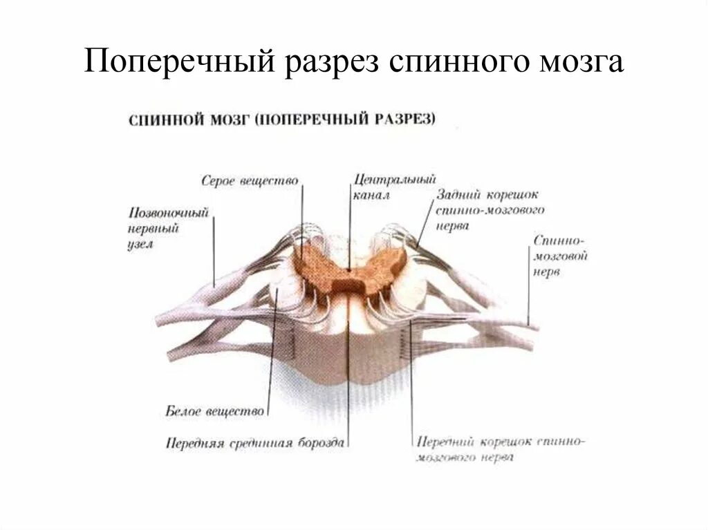 Передние и задние рога сегментов спинного. Спинной мозг строение поперечный срез. Поперечный разрез спинного мозга. Поперечный срез спинного мозга анатомия. Структуры на поперечном срезе спинного мозга.