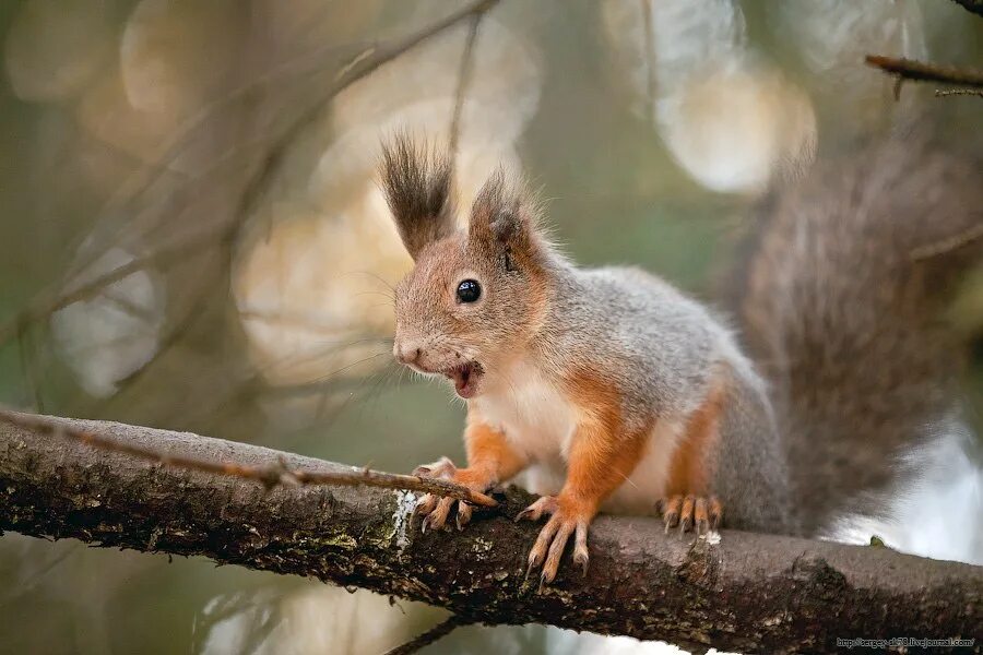 удивленная белка. маленькие бельчата. грустная белка. удивленная белка. строгая белка.