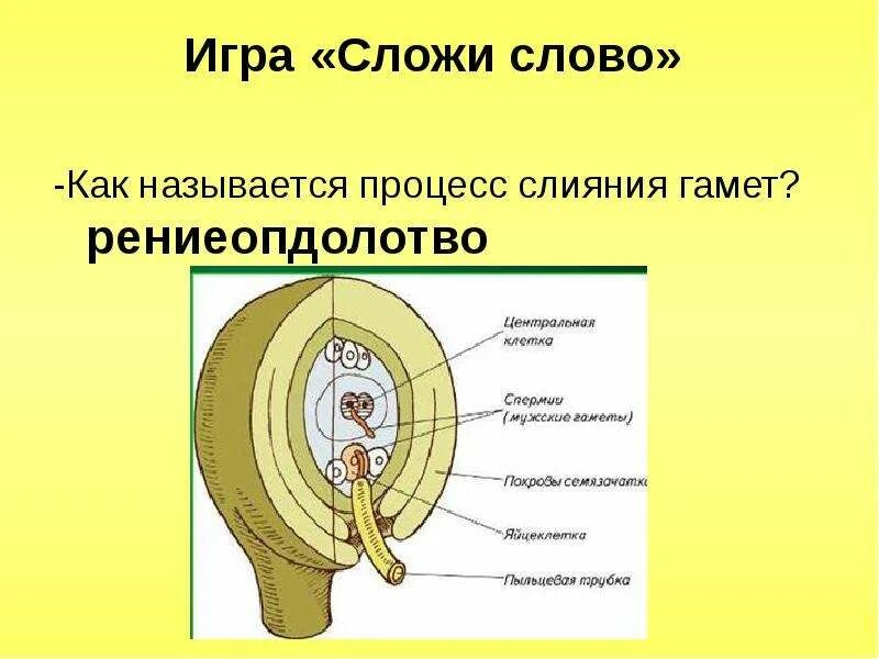 В результате слияния гамет происходит. Как называется процесс слияния гамет. Как называют процесс слияния гамет. Как называется процесс слияния. Процесс слияния двух гамет это.