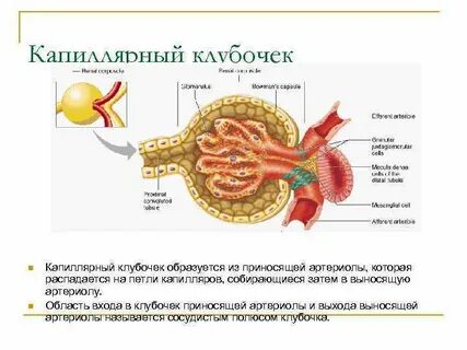 Капиллярный клубочек собирательная трубочка