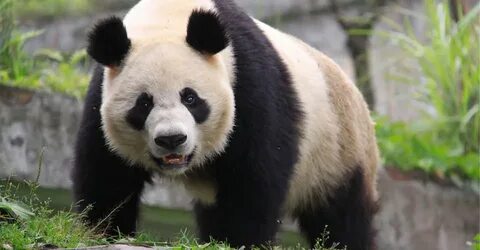 States panda