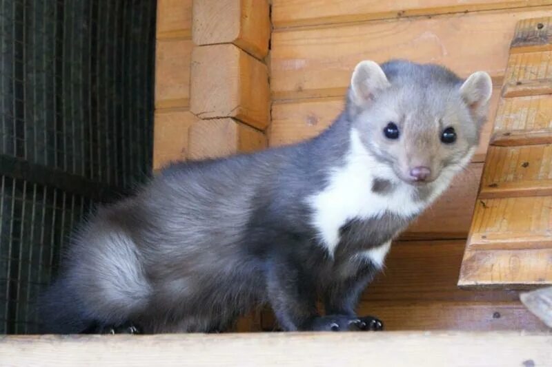 соболь баргузинский животное. баргузинский соболь черный. зоомагазин куница. соболь норка куница. соболь жилище.