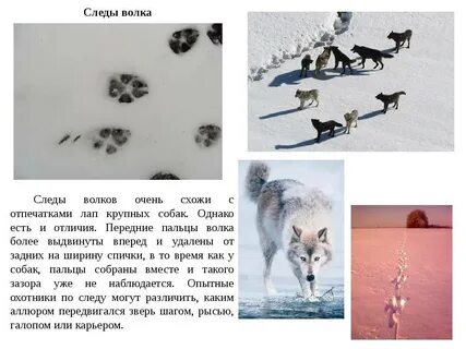 Собака след верхо