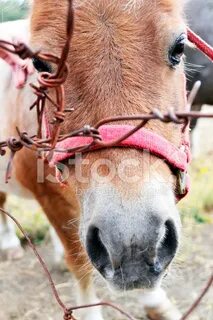 Режем коня