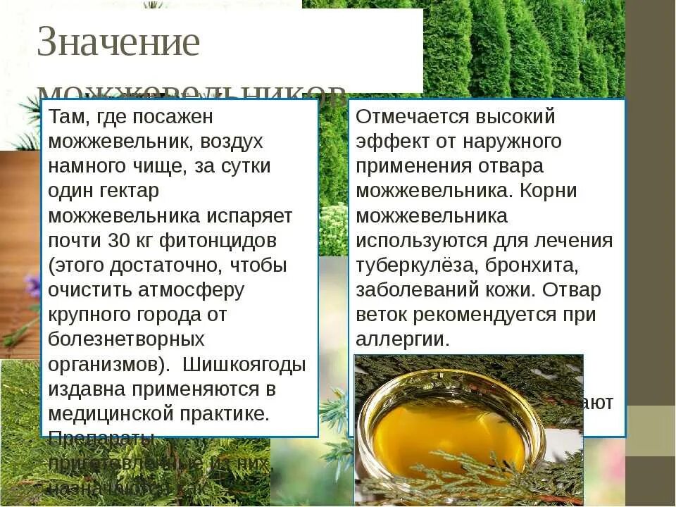 Значение можжевельника в жизни