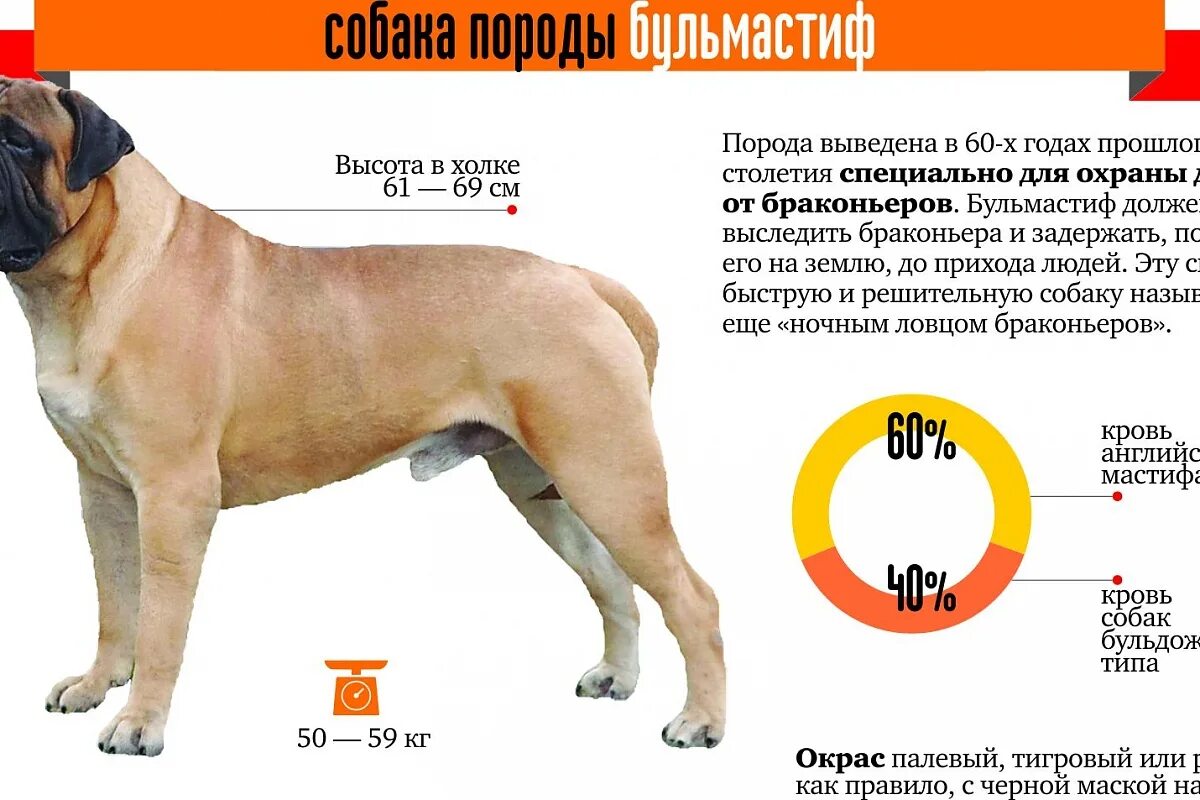 В каком году вывели. Английский мастиф рост и вес взрослой собаки. Английский мастиф рост в холке. Бульмастиф рост в холке. Мастиф высота в холке.