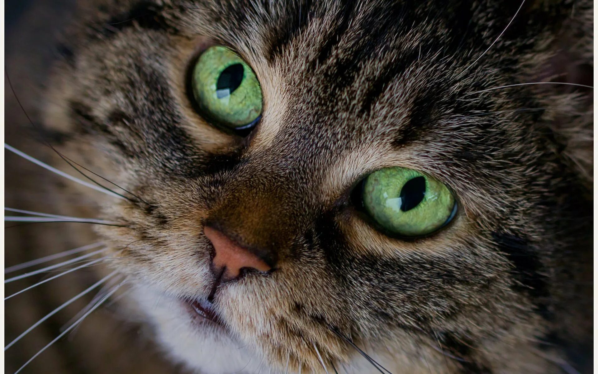 Глазки кошечки. Морда кота. Кот с зелеными глазами. Кошачий глаз. Кошачий глаз зеленый.