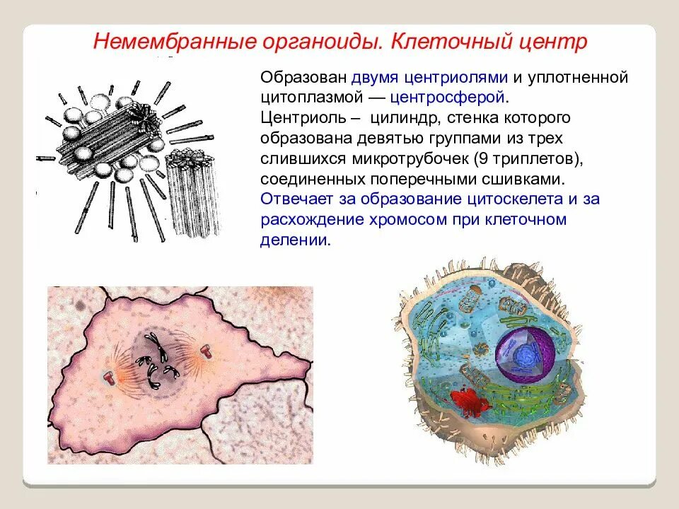 Клетки образуют ответить