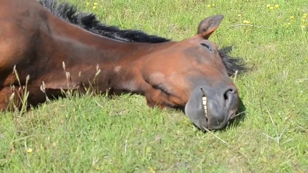 Почему лошади спят. Лошадь лежит. Спящие лошади. Лошадь валяется.