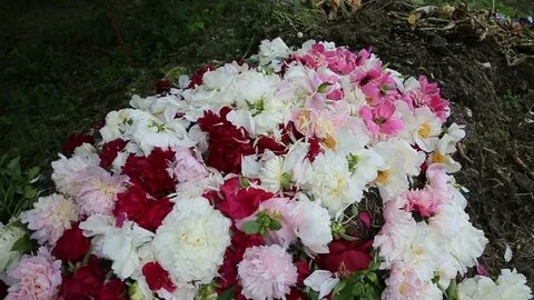 Сад ворошилова сайт