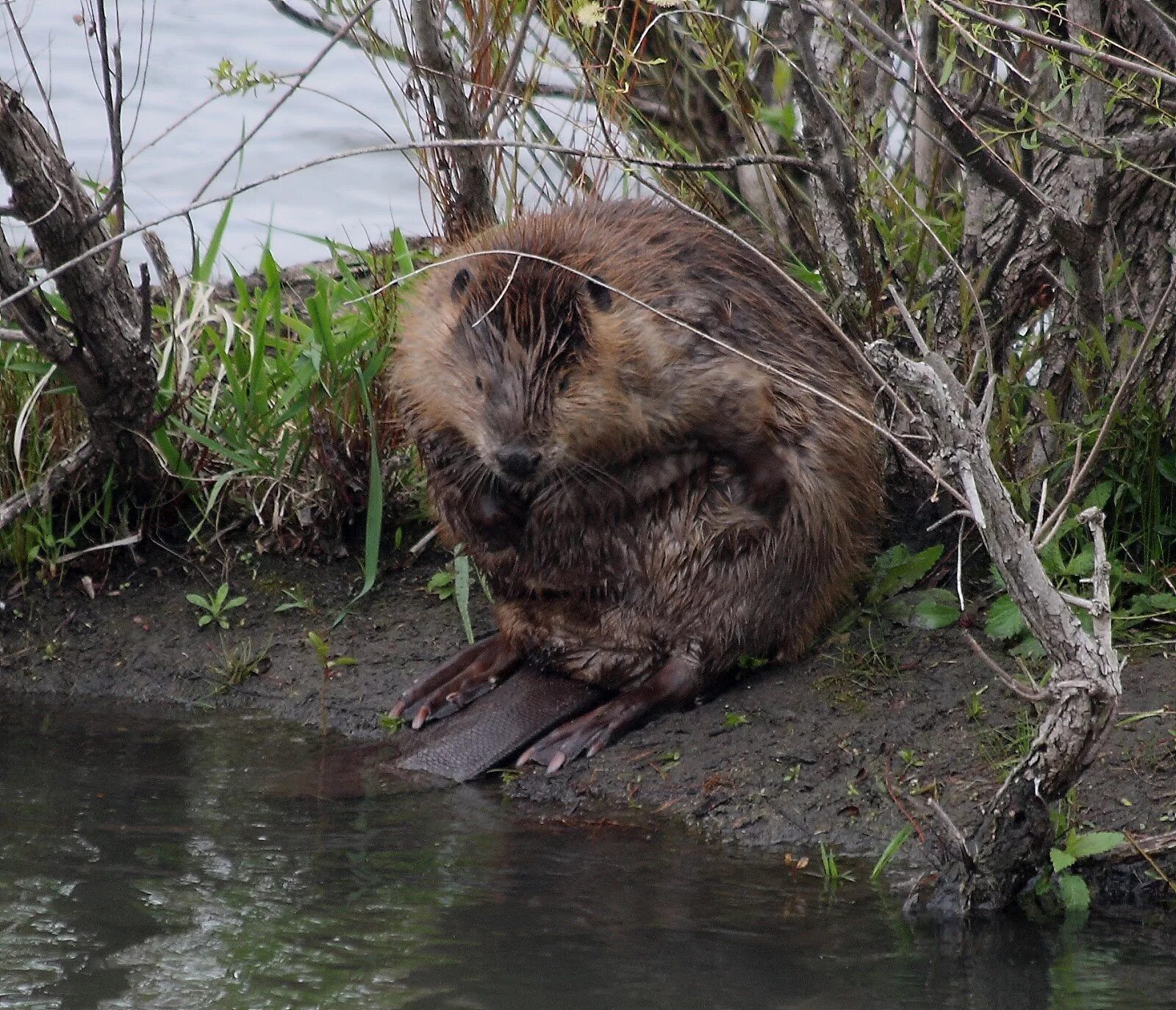 Крик бобра. Канадский Бобр (Castor canadensis). Бобер jpg. Гнездо бобра.