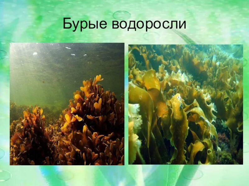 Водоросли 5 букв. Бурые водоросли эктокарпус. Бурые водоросли 5 класс. Бурые водоросли биология 6 класс. Бурые водоросли бурые водоросли.