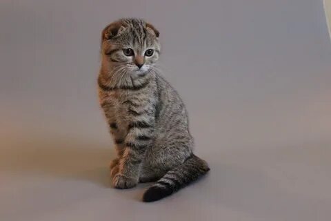 Шотландская кошка домашняя