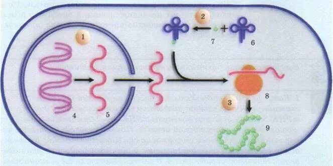 Реализация наследственной клетки. Реализация наследственной информации Синтез белка. Этапы реализации генетической информации Биосинтез белка.