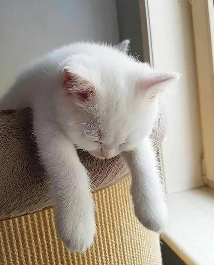 Котенок устал. Котенок устал