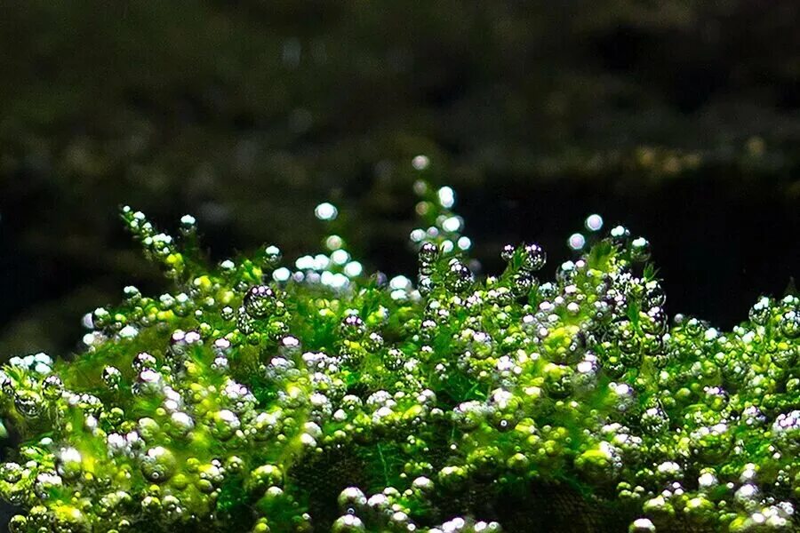 Водные растения пузырьки. Мох Пеарл жемчужный. Перлинг аквариумных растений. Диатомеи кислород. Водоросли и кислород.