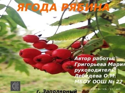 Минус песни ягода рябина