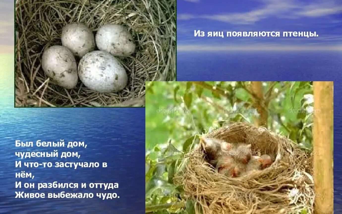 Откуда появляются птенцы. Птенцы появились из яйца. Появятся птенцы.