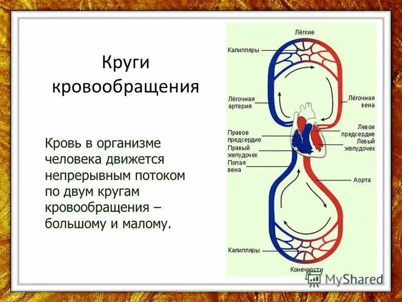 Круги кровообращения. Система кровообращения человека. Циркуляция крови в организме человека сообщение. Круги кровообращения схема.