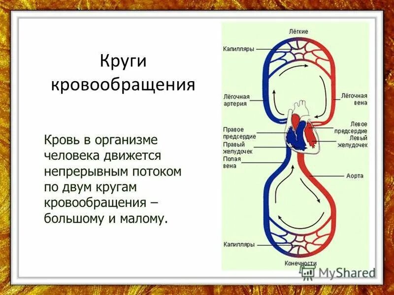 Кровообращение проверочное. Круги кровообращения. Система кровообращения человека. Циркуляция крови в организме человека сообщение. Круги кровообращения схема.