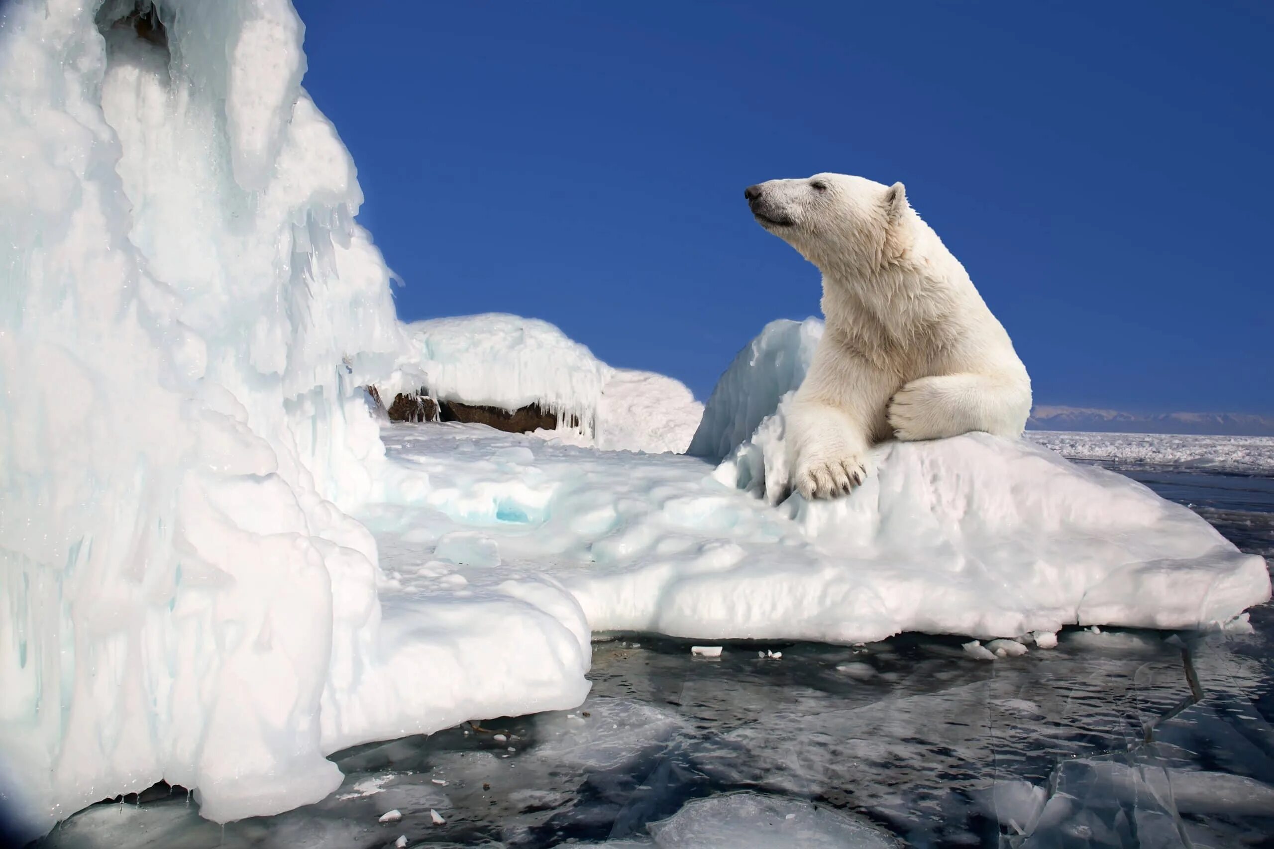 Arctic polar bear. Arctic polar bear. Arctic polar bear. Белый медведь красноярский край. Arctic polar bear.