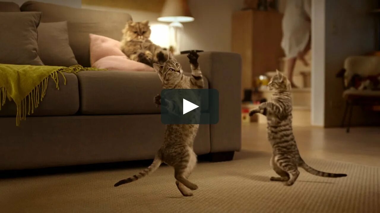 Кошка танцует. Кот танцует головой. Танцующий кот. Танцующий кот. Танцующий кот чако.