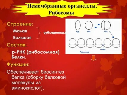 Какой органоид встречается клеток всех живых организмов