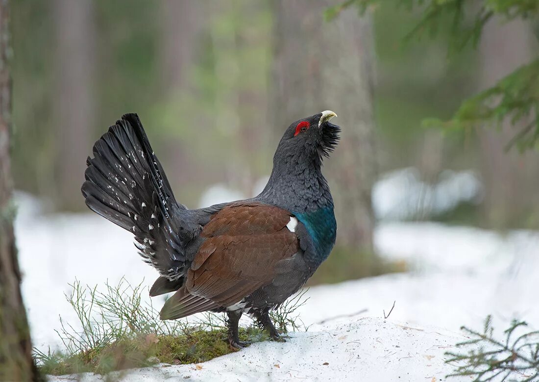 En creux рельеф. Тетерев птица и глухарь. Глухариный ток в живописи. Глухарь в тайге. Глухарь тетерев рябчик куропатка.